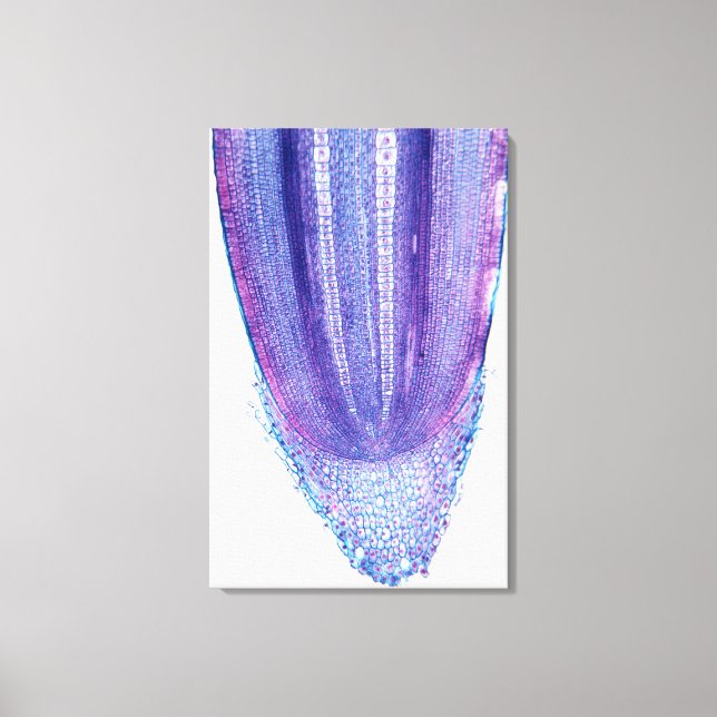 Lienzo Punta raíz de planta de maíz (Anverso)