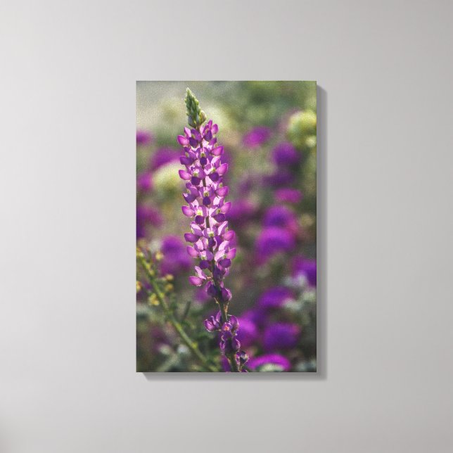 Lienzo Púrpura (Anverso)