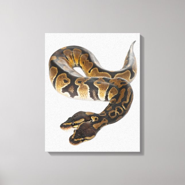 Lienzo Python Royal o Ball Python de dos cabezas (Anverso)