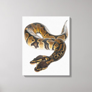 Lienzo Python Royal o Ball Python de dos cabezas