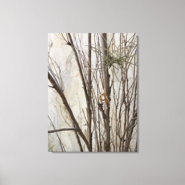 LIENZO QUADRO EM TELA CANVAS NATUREZA BRASIL (Anverso)