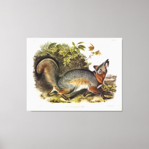 Lienzo Quadrupedos estadounidenses de Fox Grey Fox Gray