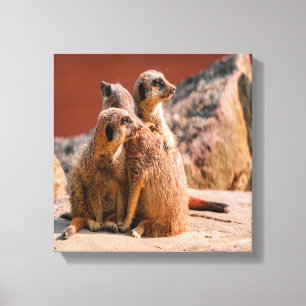 Lienzo ¿Qué Es Ese Meerkats?