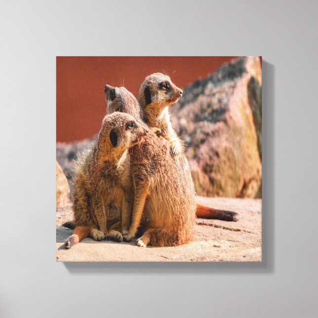 Lienzo ¿Qué Es Ese Meerkats? (Anverso)