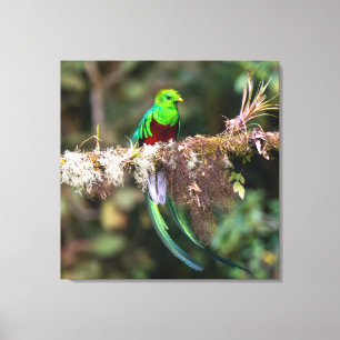Lienzo Quetzal Resplandeciente en el Bosque Nuboso