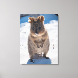 Lienzo Quokka, isla Rottnest, Australia