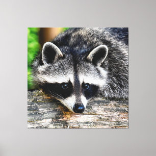 Lienzo Raccoon 003
