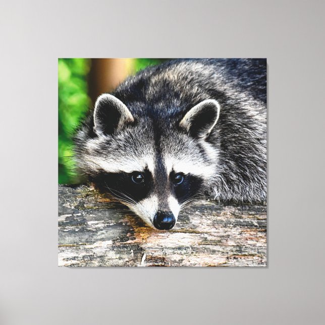 Lienzo Raccoon 003 (Anverso)