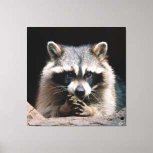 Lienzo Raccoon 004