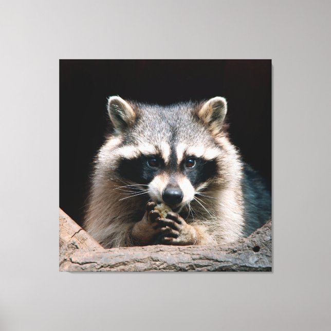 Lienzo Raccoon 004 (Anverso)