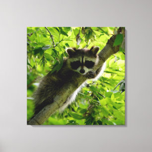 Lienzo Raccoon en el mapache gris mate de árbol verde