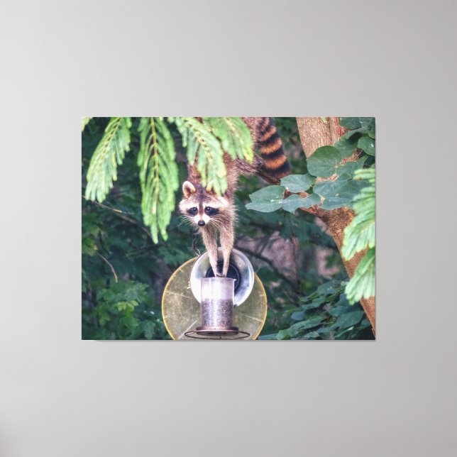 Lienzo Raccoon montando el alimentador de aves (Anverso)