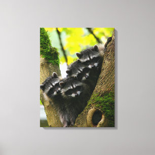 Lienzo Raccoons Adorables