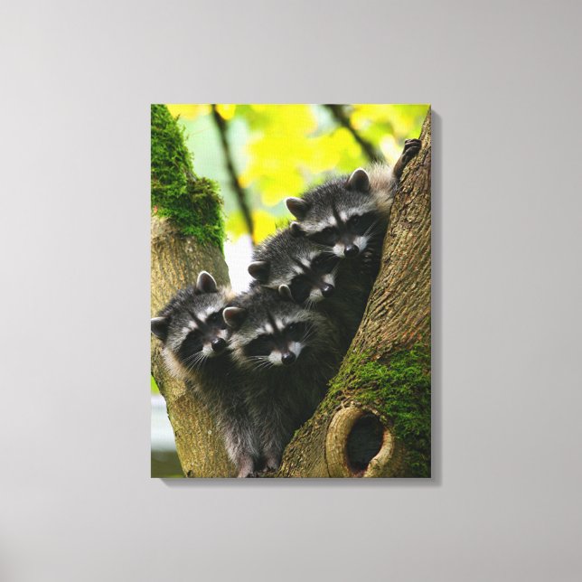 Lienzo Raccoons Adorables (Anverso)