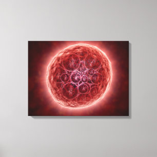 Lienzo Racimo de blastómeras que forman un Morula