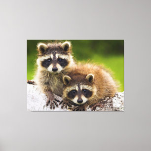 Lienzo Racoons