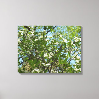 Lienzo Ramas de Dogwood florecen árboles de primavera