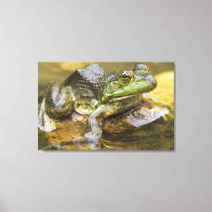 Lienzo Rana a lo largo del río Búfalo, Milla 126 en la