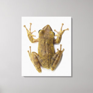 Lienzo Rana arbórea del oro