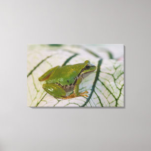 Lienzo Rana arbórea del Pacífico sobre flores en nuestro