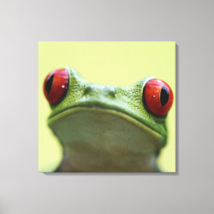 Lienzo rana arbórea Rojo-observada (callidryas de