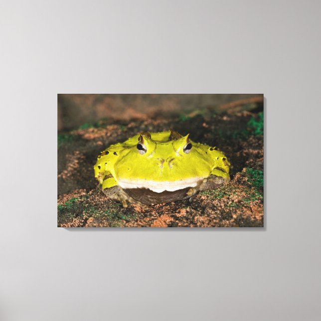 Lienzo Rana cornuda brasileña, Ceratophrys cornuta, 2 (Anverso)