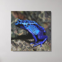 Rana Dart de veneno azul, Rana azul brillante