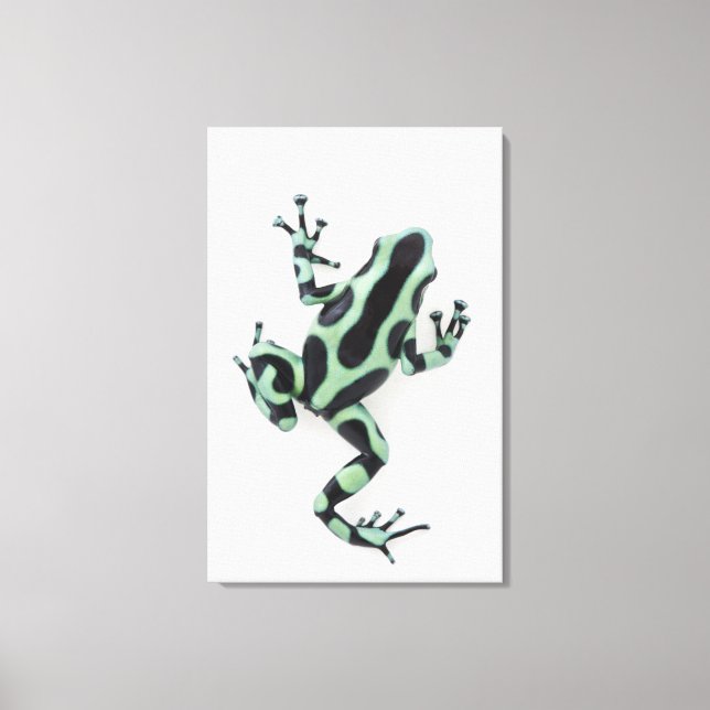 Lienzo Rana Dart de veneno negro y verde (Anverso)