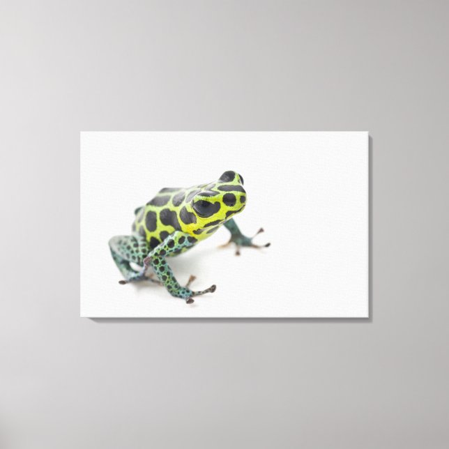 Lienzo Rana Dart de veneno verde visto negro (Anverso)