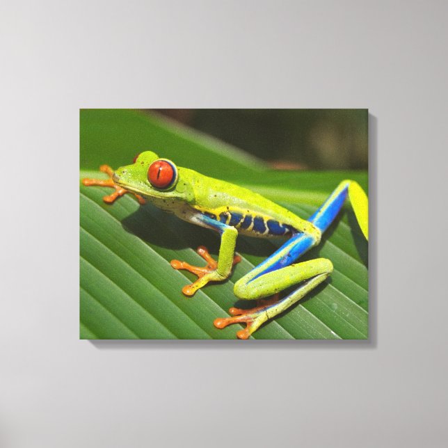 Lienzo Rana de árbol colorida (Anverso)