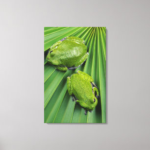 Lienzo Rana de árbol de ladrido (hyla gratiosa)