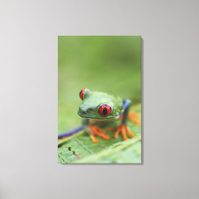Lienzo Rana de árbol de ojos rojos (Agalychnis callidryas (Anverso)
