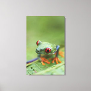 Lienzo Rana de árbol de ojos rojos (Agalychnis callidryas