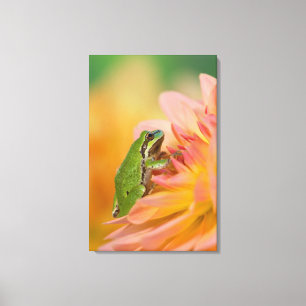 Lienzo Rana de árbol del Pacífico sobre flores en nuestro