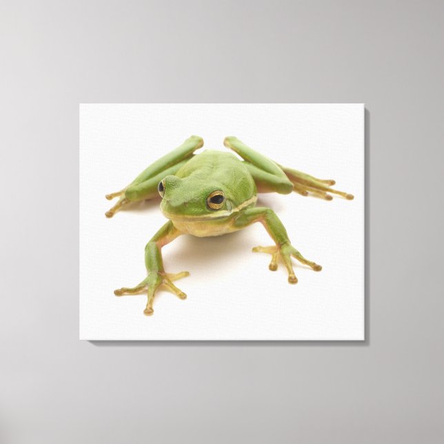 Lienzo Rana de árbol verde (Anverso)