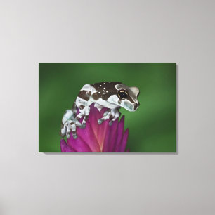 Lienzo Rana de la leche, resinifictrix de Trachycephalus