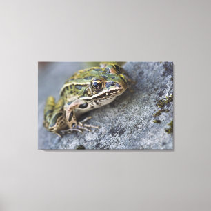 Lienzo rana leopardo norteña, Isla Transparente,