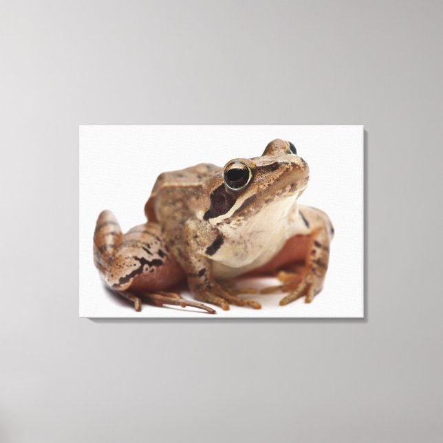 Lienzo Rana Moor Frog (Anverso)
