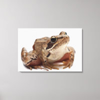 Rana Moor Frog