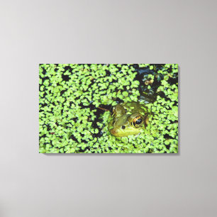 Lienzo Rana mugidora (adspersus de Pyxicephalus) en