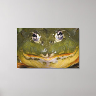 Lienzo Rana toro africana, Pyxicephalus