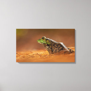 Lienzo Rana toro norteamericana sentada en agujas de pino