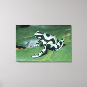 Lienzo Rana venenosa, (Dendrobates auratus) Cahuita