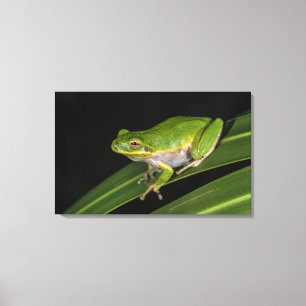 Lienzo Rana verde arborícola (Hyla cinerea) 2