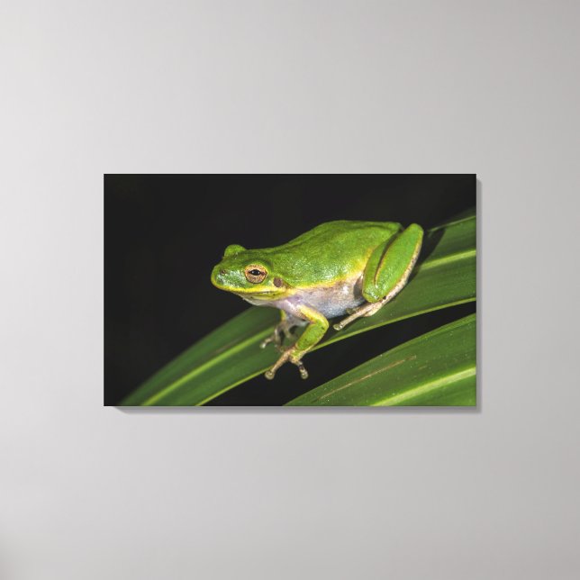 Lienzo Rana verde arborícola (Hyla cinerea) 2 (Anverso)