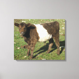 Lienzo Rara Dun Belt Galloway Calf