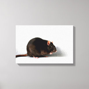 Lienzo Rat 16.50x11 (41.25x27.5cm)
