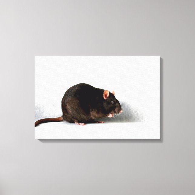 Lienzo Rat 24x16 (60x40cm) (Anverso)
