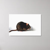 Rat 36x24 (90x60cm) waccnm