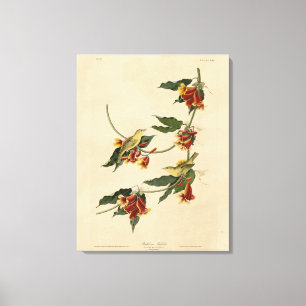 Lienzo Rathbone (amarillo) Warbler Audubon Aves de Améric